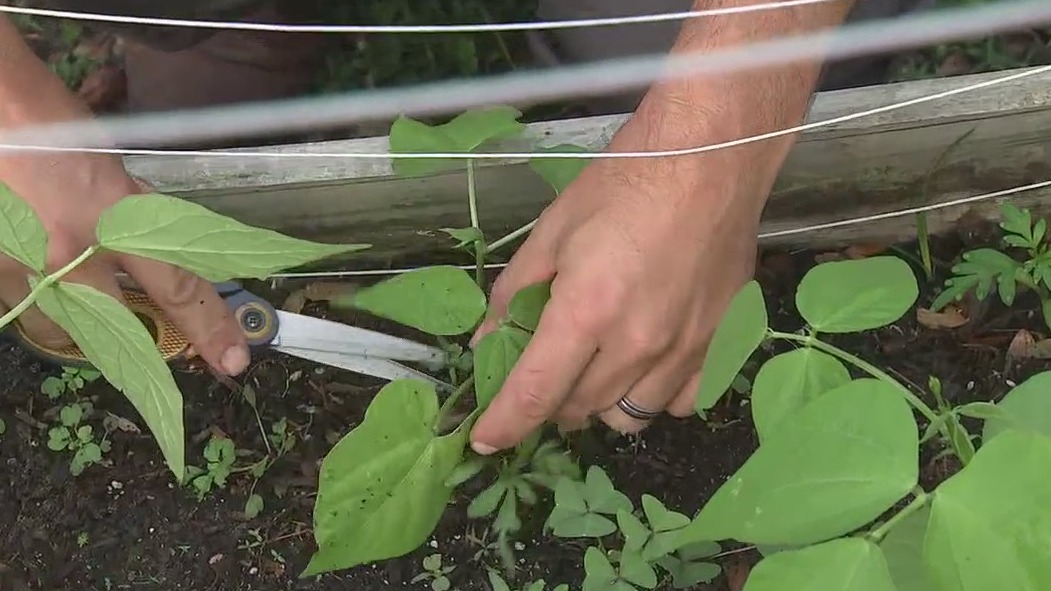 Trimming your plants as they grow