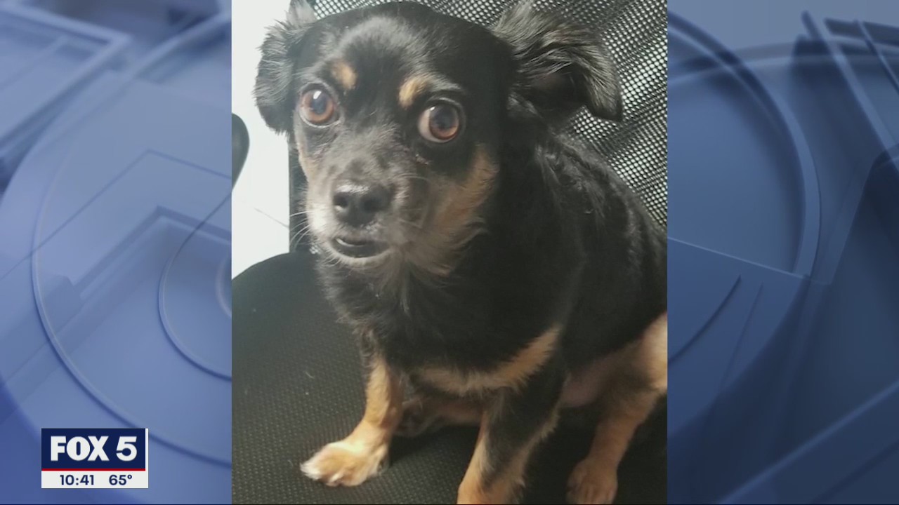 Car, dog stolen while voting