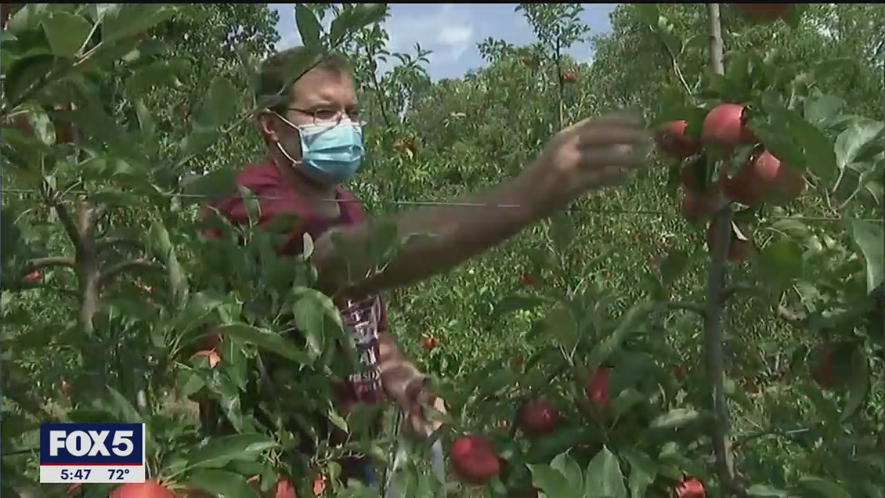 Pandemic causing change to apple picking season