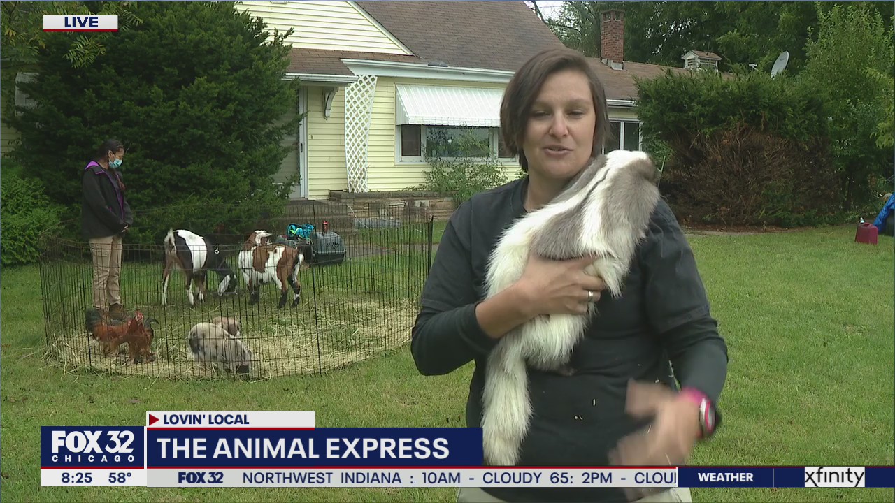 Lovin' Local: The Animal Express across Chicago