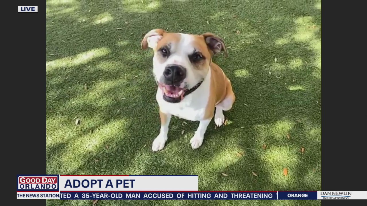 Adopt-a-pet: Meet Rocky