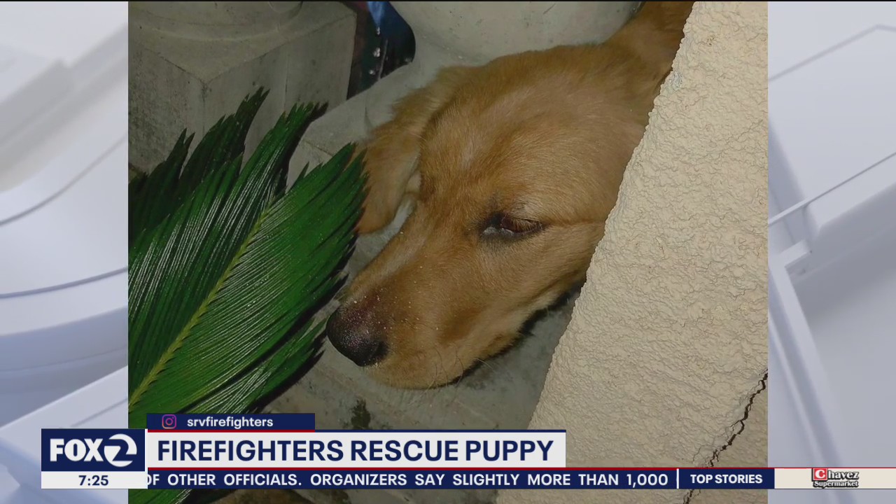 Firefighters save puppy