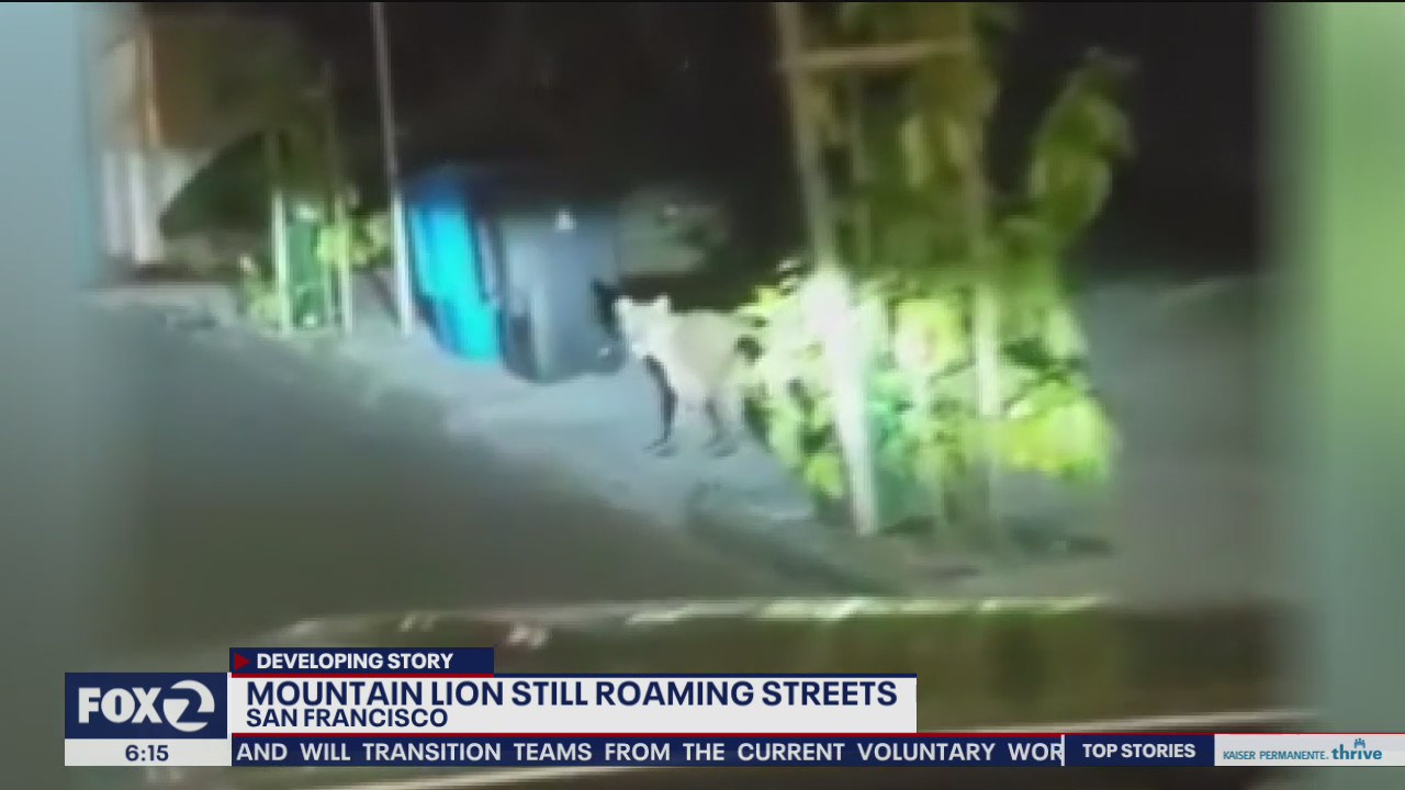 Mountain lion cornered in San Francisco