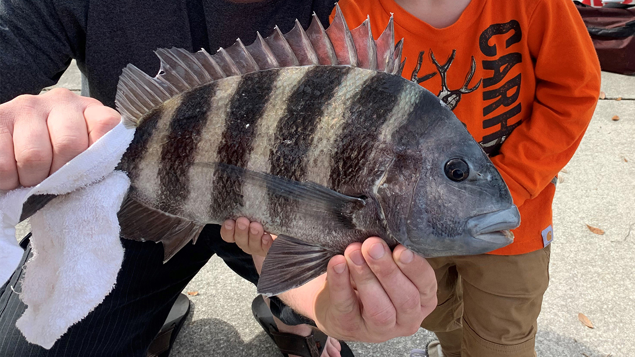 Sheepshead are starting to show up inshore