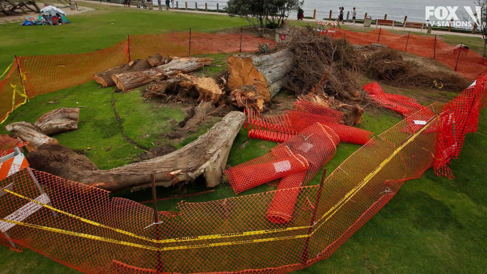 Tree said to have inspired 'The Lorax' removed from park after it fell