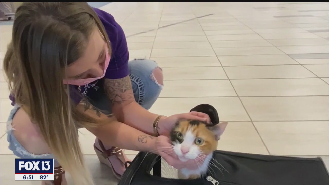 Volunteers help reunite lost cat with Michigan owners