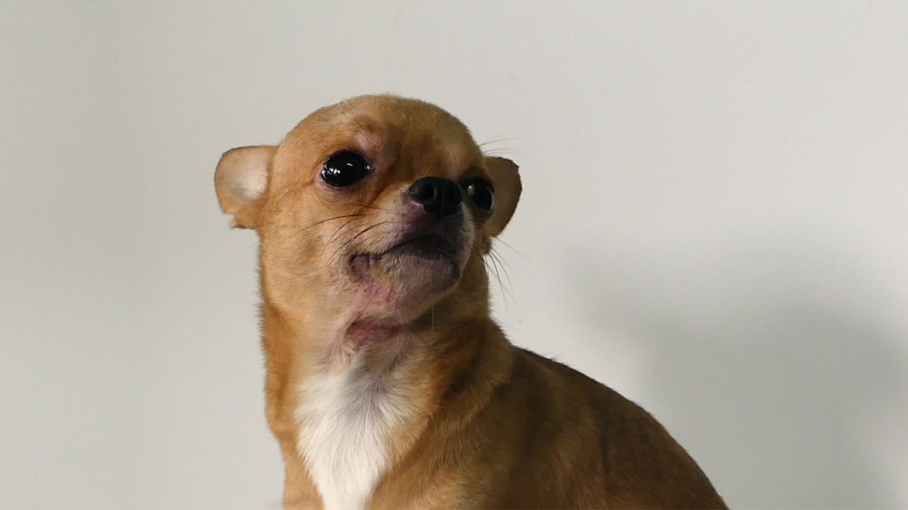 Why pets are so scared of fireworks