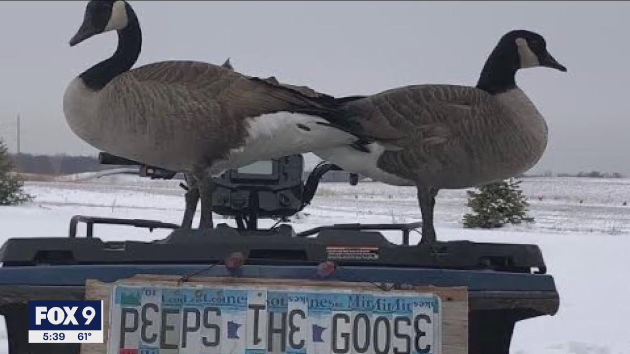 Minnesota family trying to get back pet goose from wildlife authorities
