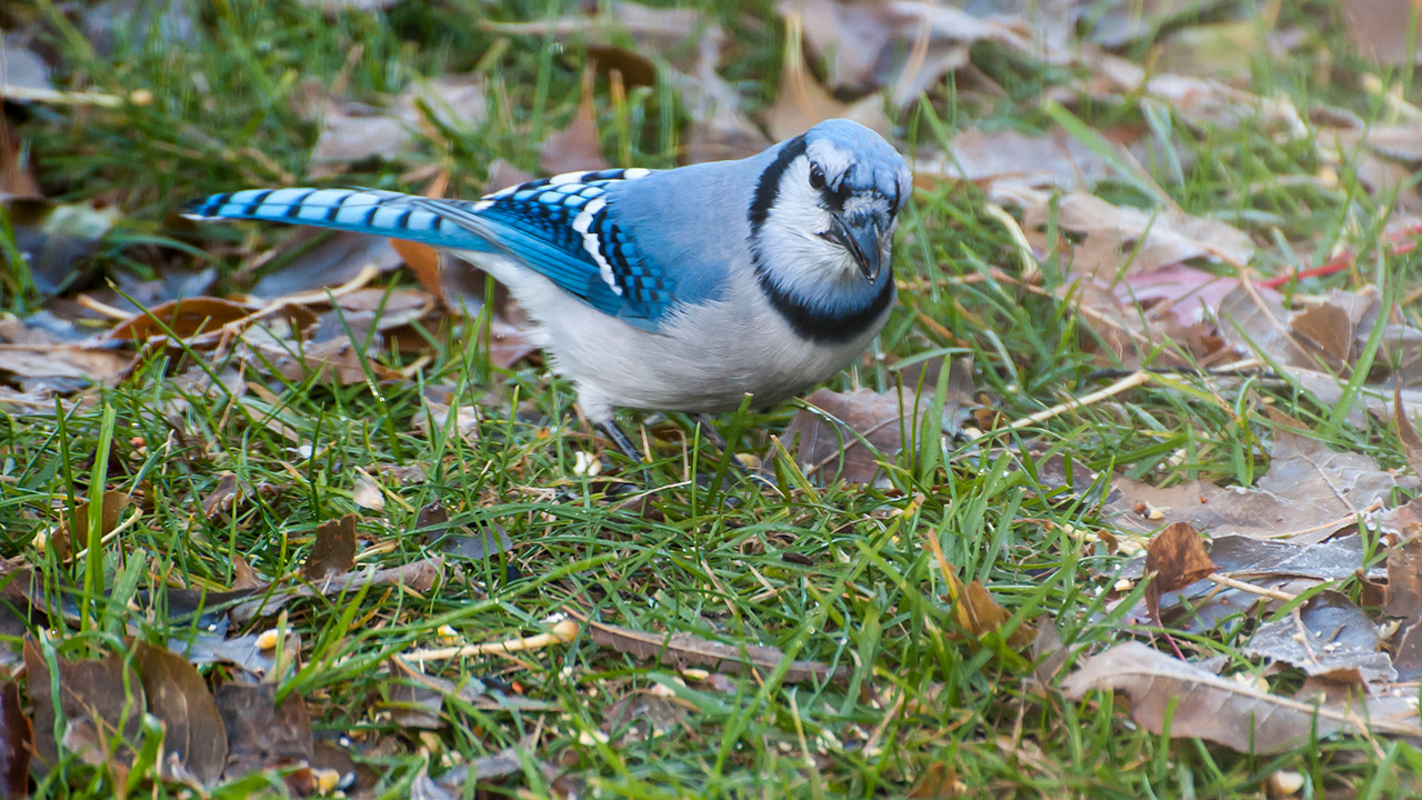 Mysterious illness is killing birds in Ohio, Northeast