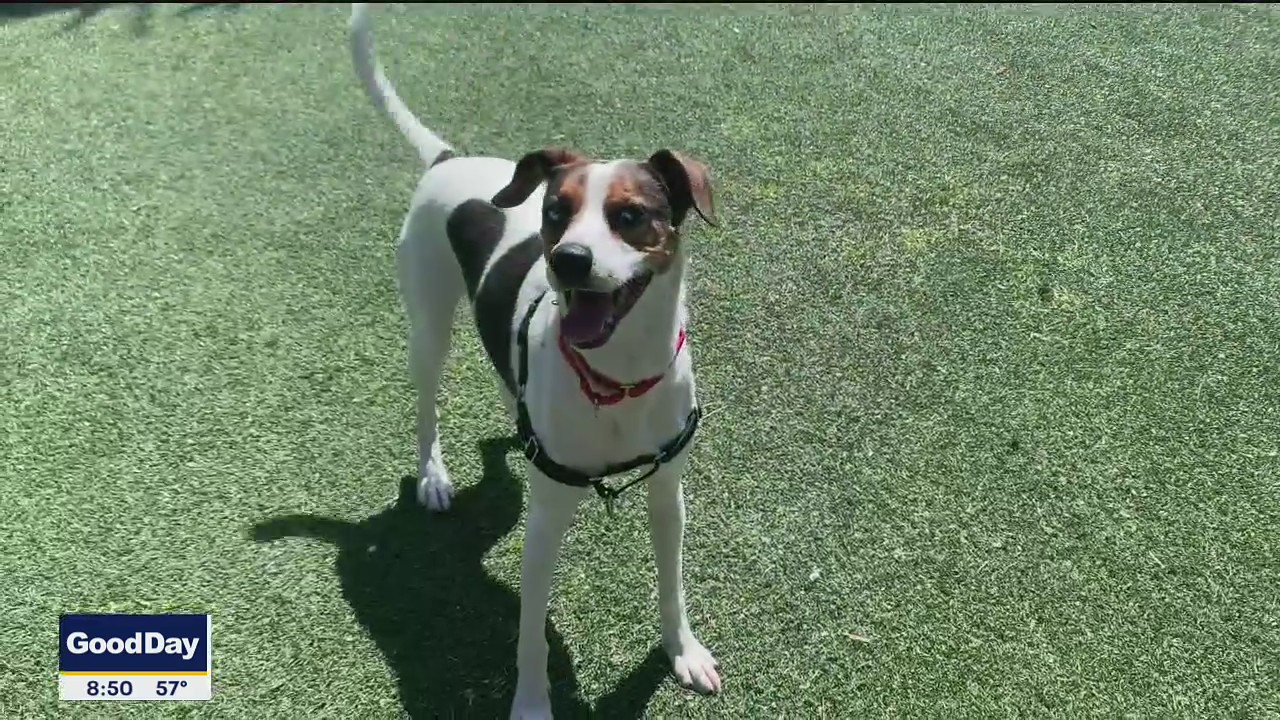 Dog of the Day: Mia