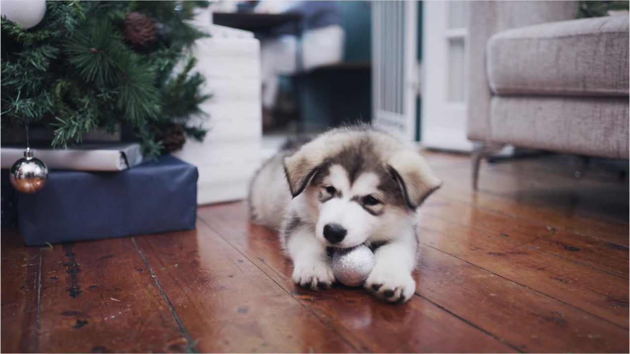 Puppy scams up 280% during COVID-19