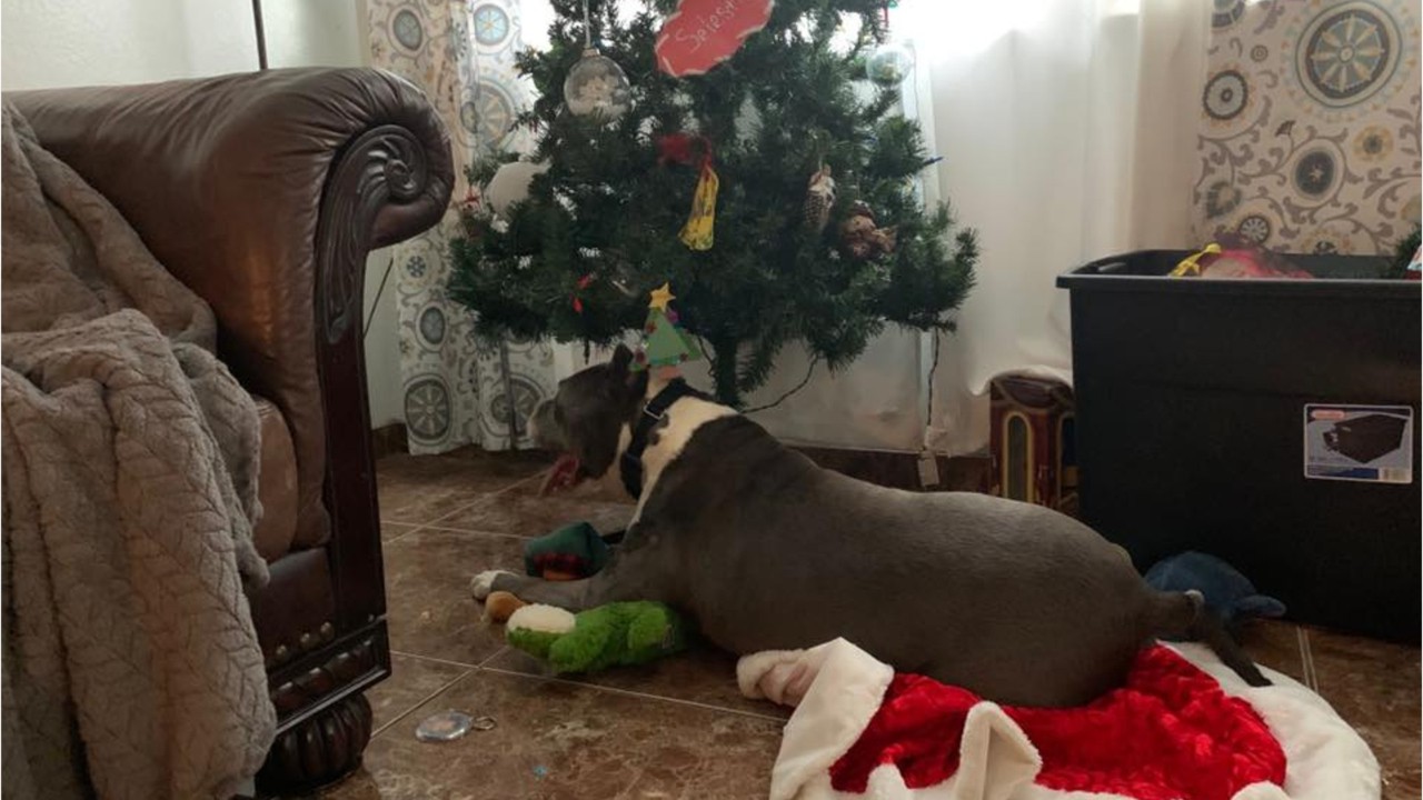 California dog at shelter for over 5 years adopted in time for Christmas