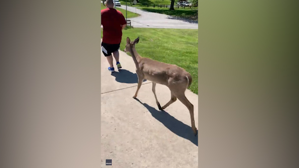 Deer joins joggers