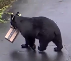Amazon Package Swiped From Connecticut Driveway by Unexpected Thief