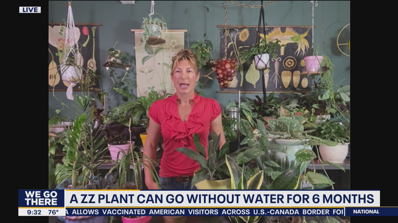5 houseplants that are difficult to kill