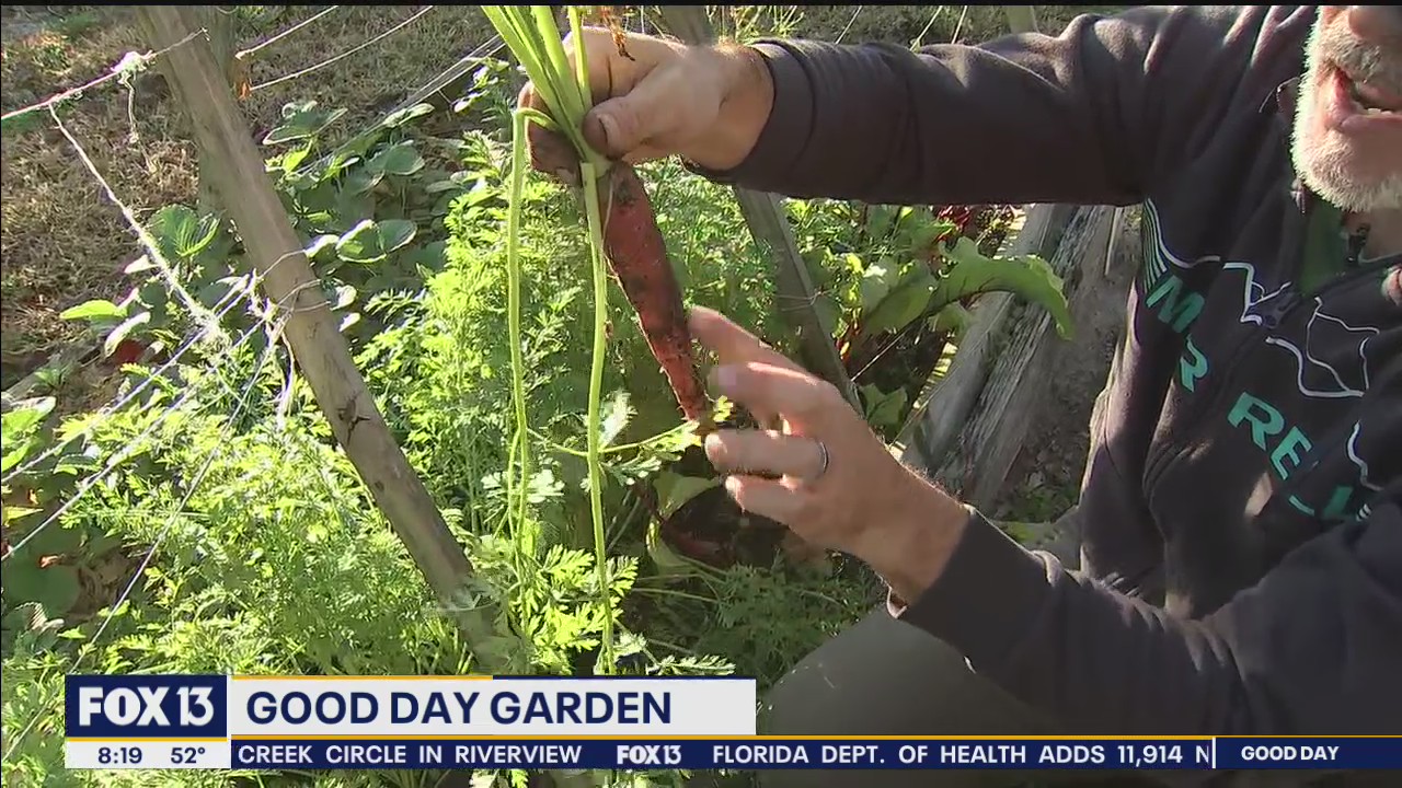Deciding which carrots to harvest