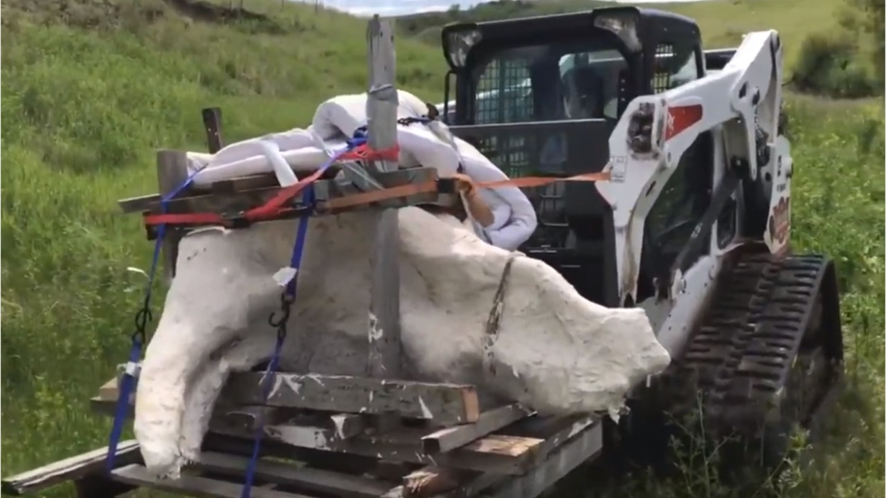 College student unearths 65-million-year-old Triceratops skull on his 1st expedition in North Dakota