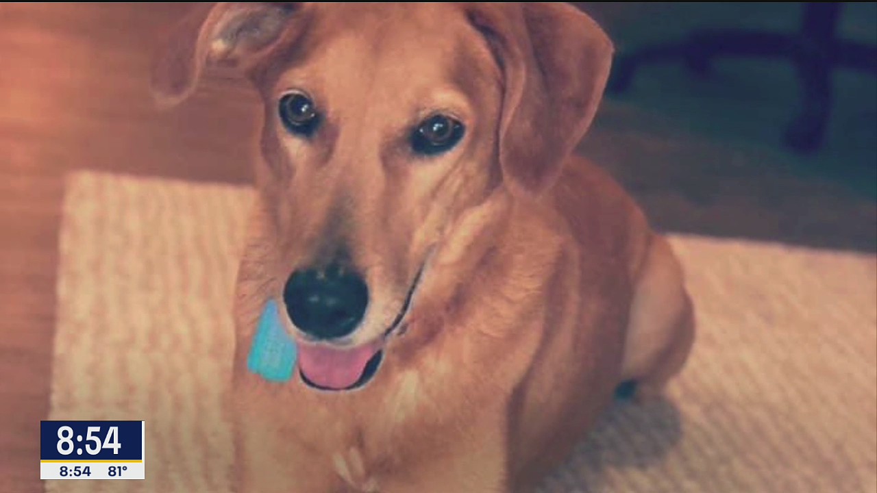 SPCA of Texas looking for new foster families