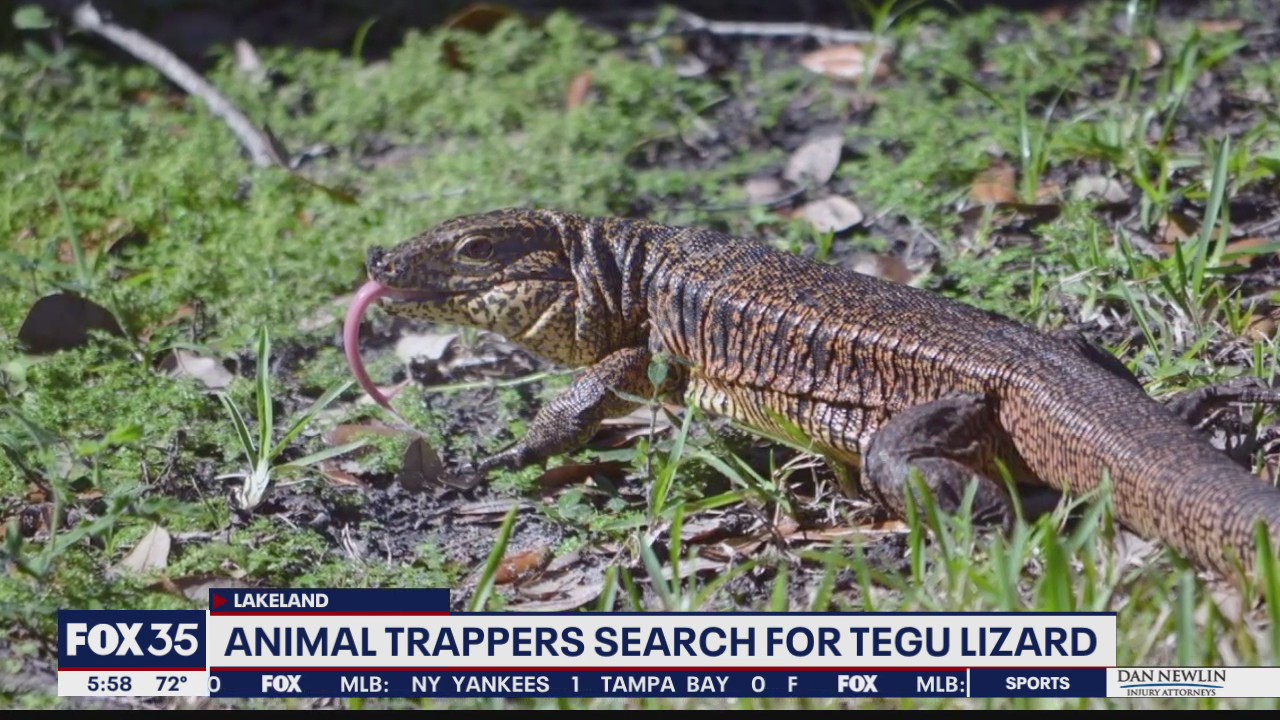 Animal trappers search for Tegu Lizard