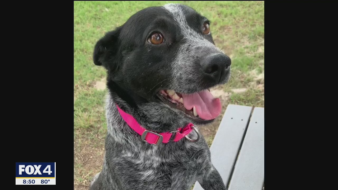 Dog of the Day: Lady Grey