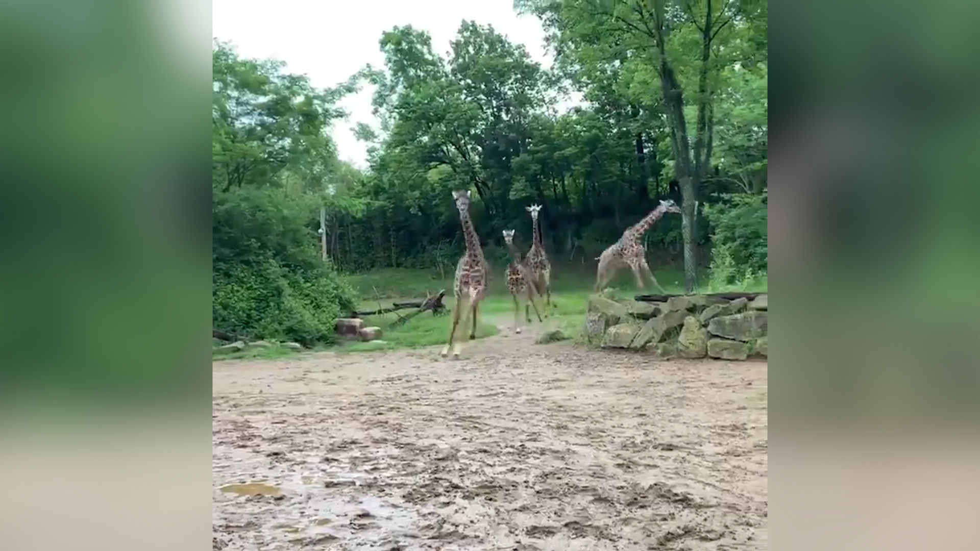 Giraffes catch zoomies at Cincinnati Zoo on World Giraffe Day