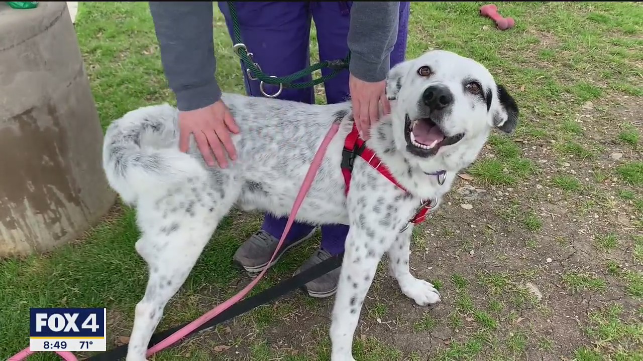 Dog of the Day: Tator