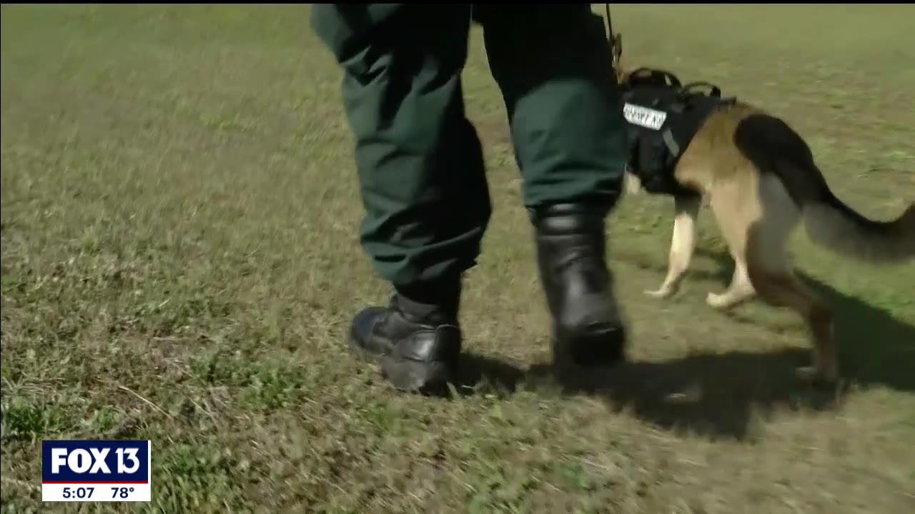 Deputy recalls attack on K9 partner