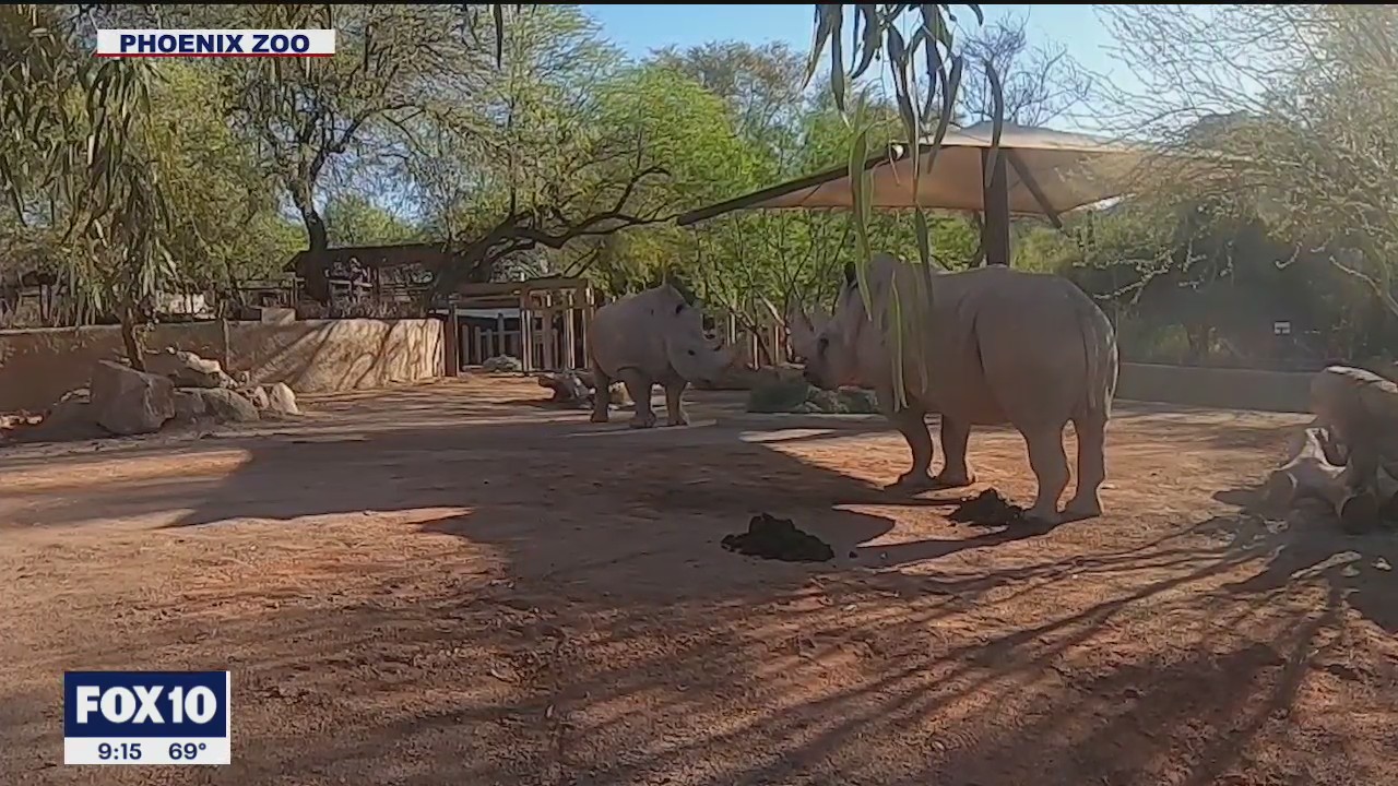 Over a year later, friendship between 2 rhinos at Phoenix Zoo takes shape