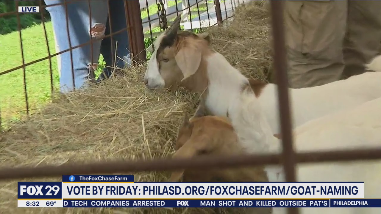 Fox Chase Farm looking for help naming their baby goats