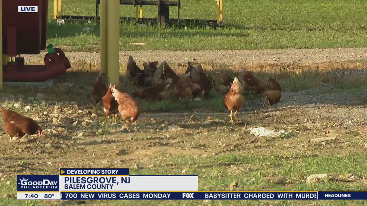 Chickens run loose after massive fire at Salem County farm