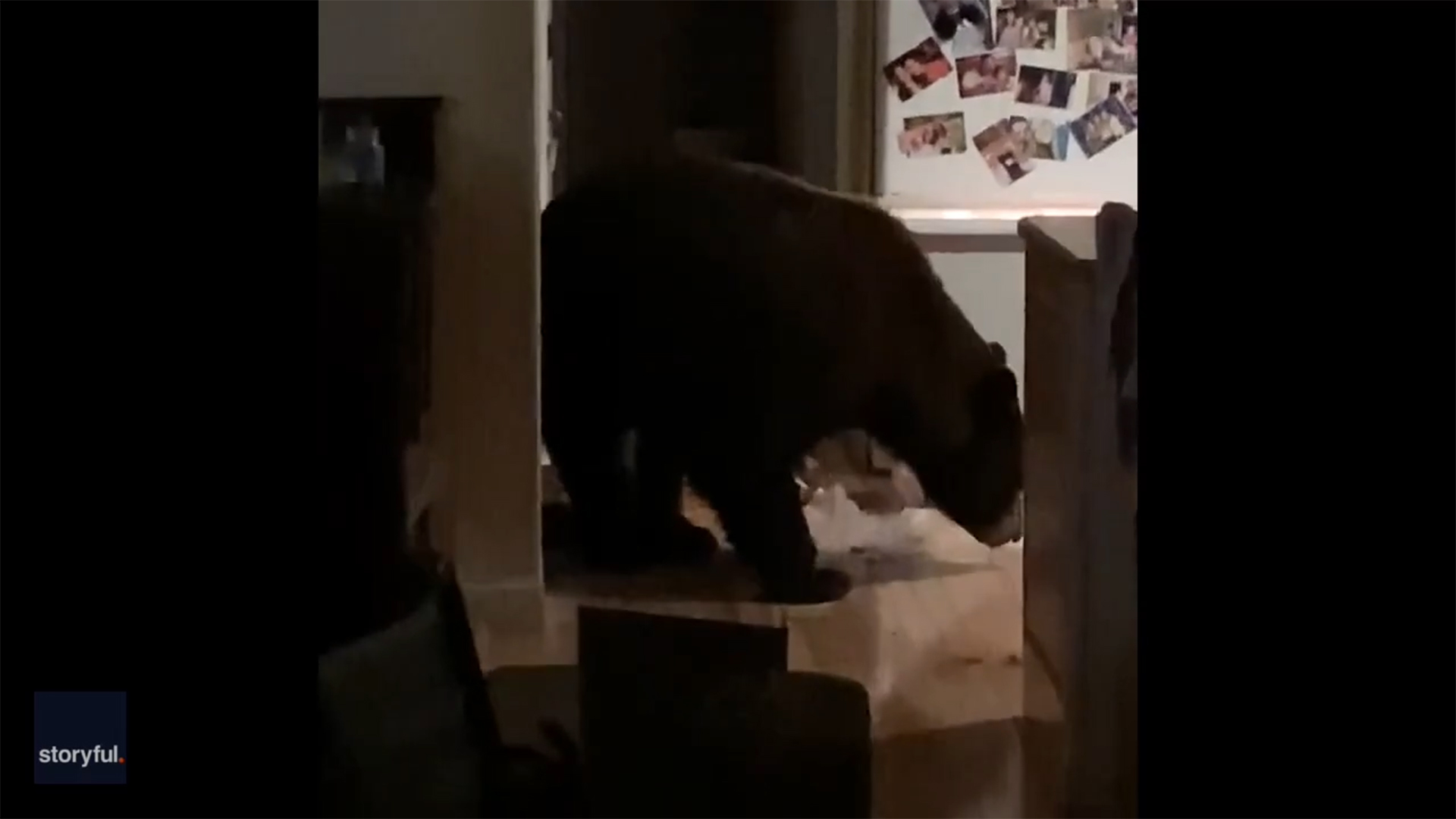 Bear raids family pantry and freezer before fleeing