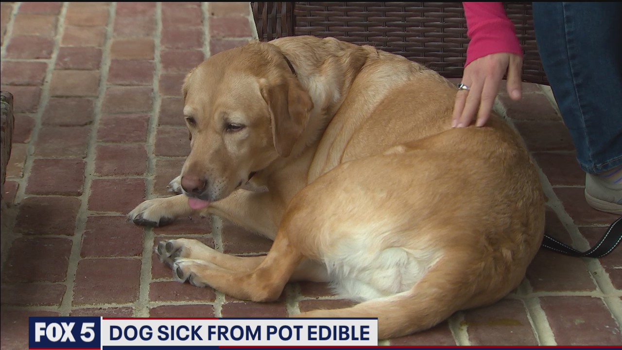 Dog sick from pot edible