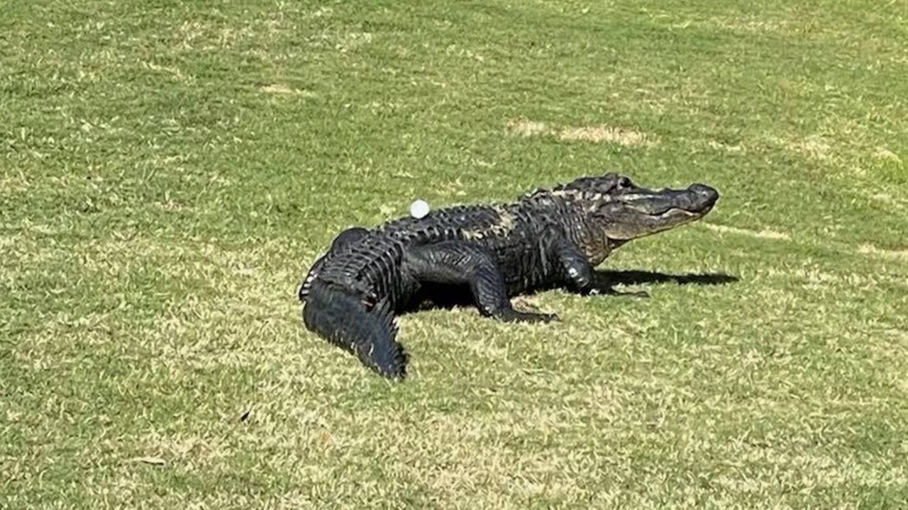 Golf ball lands squarely on alligator's back