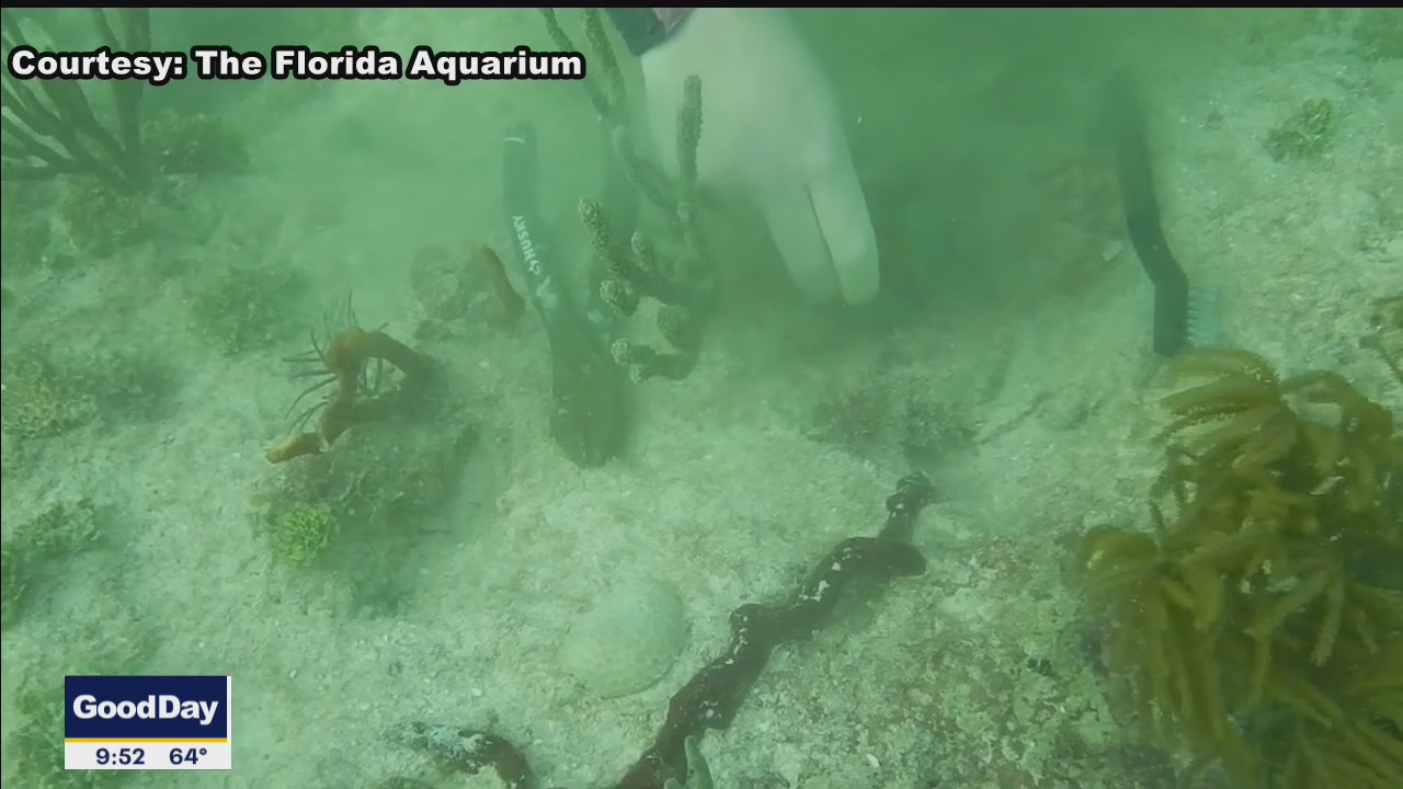 Saving Florida's coral reefs