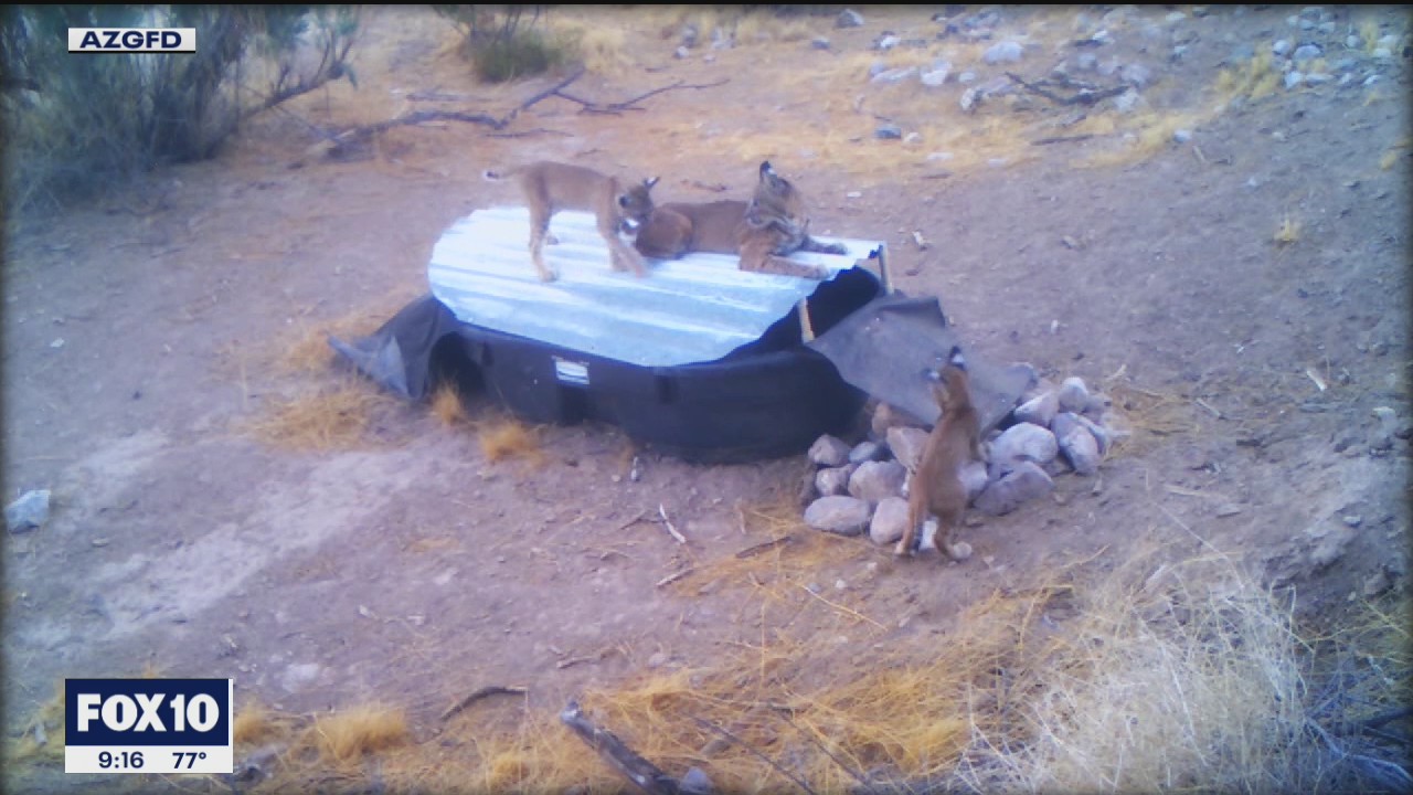 Arizona Game and Fish fills catchments across the state with water amid drought