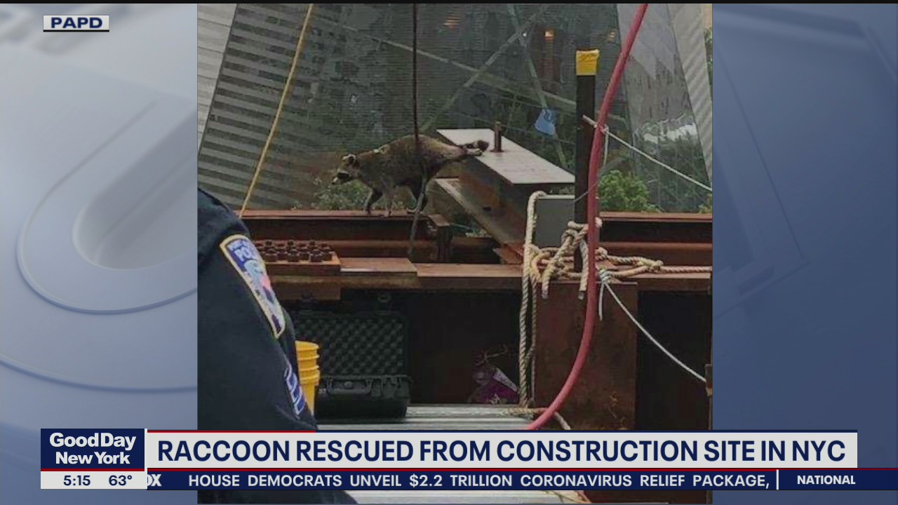 Raccoon rescued from WTC site