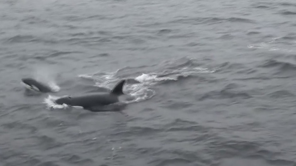 Killer whales spotted of Monterey coast