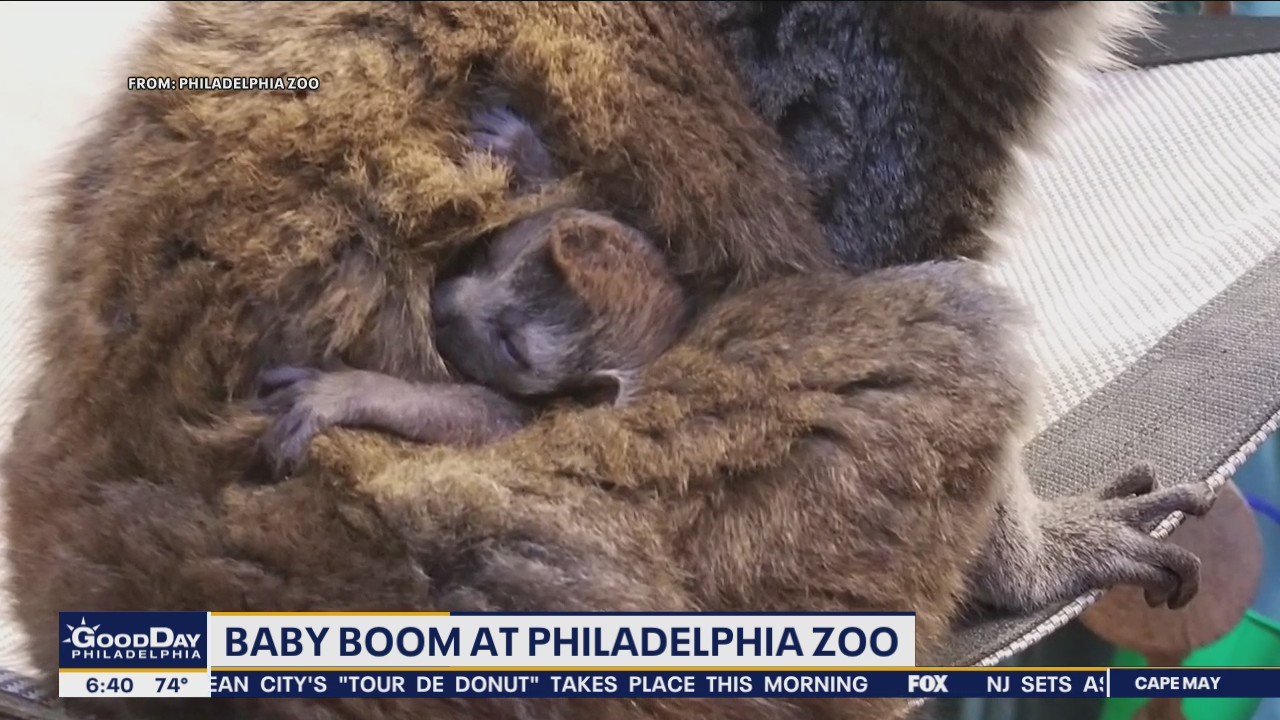 Baby boom at the Philadelphia Zoo
