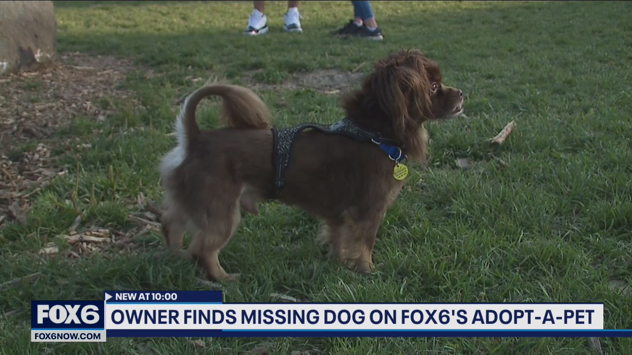 Milwaukee dog, owner reunited after FOX6 WakeUp sighting