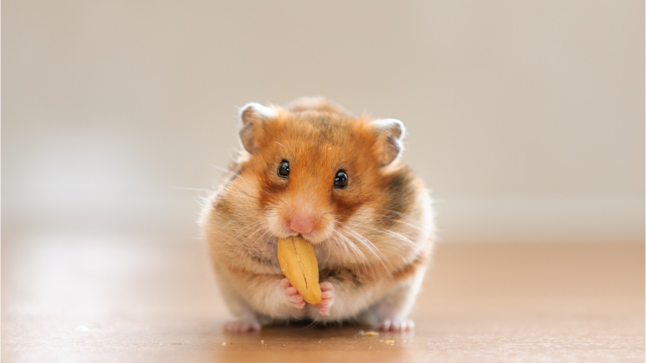 Dad freaks out over daughter's missing hamster