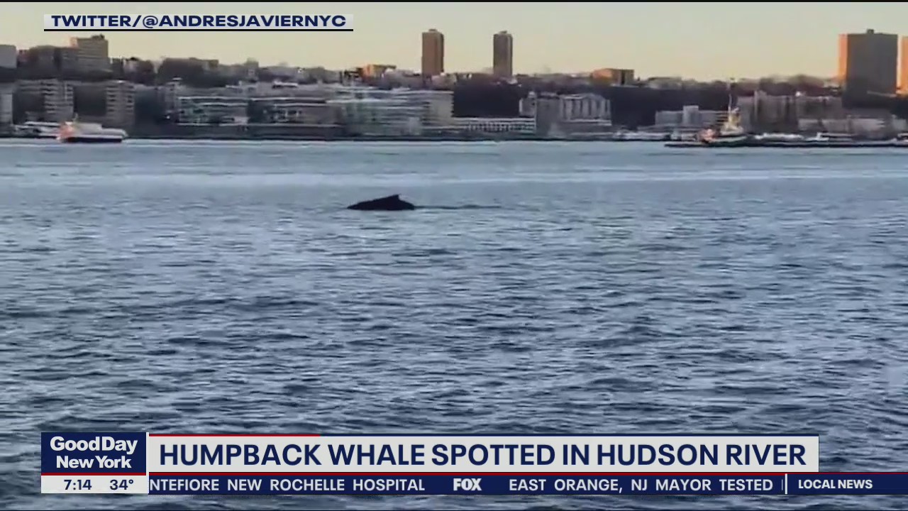 Humpback whale in Hudson River