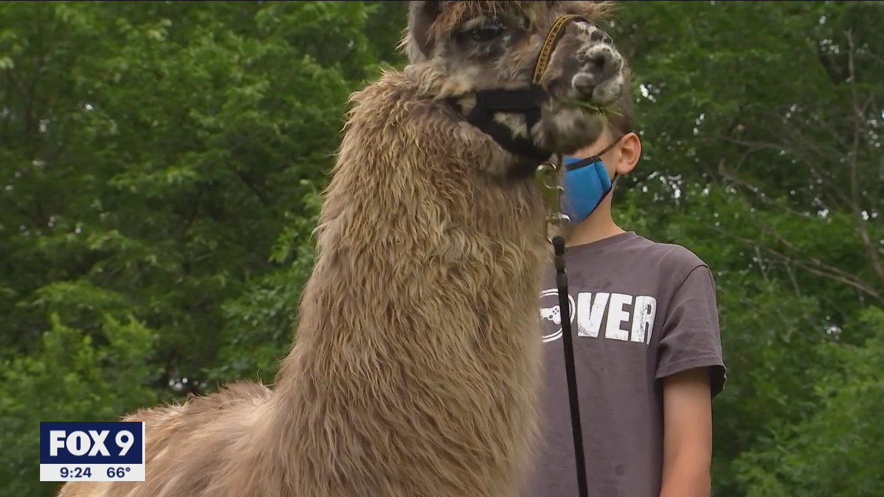 Minnesota camp kids get lesson in empathy during llama visit