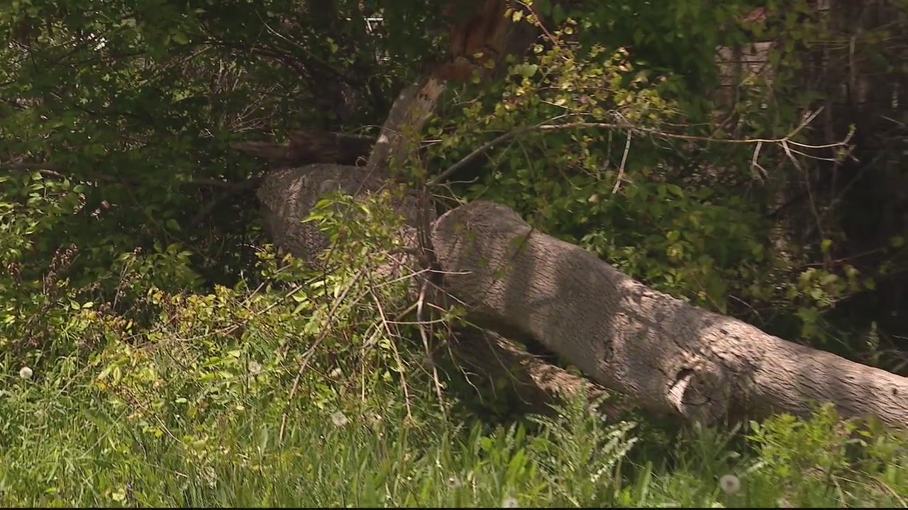 Detroit woman seeks help moving tree that fell on home