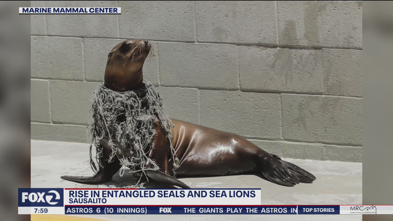 Rise in entangled seals and sea lions