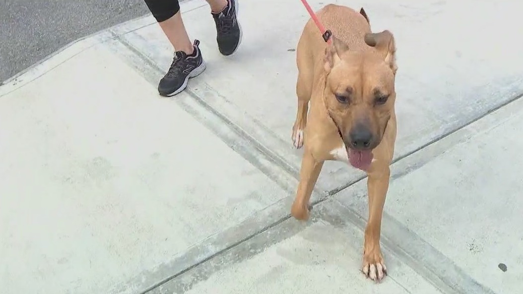 Animals need new homes