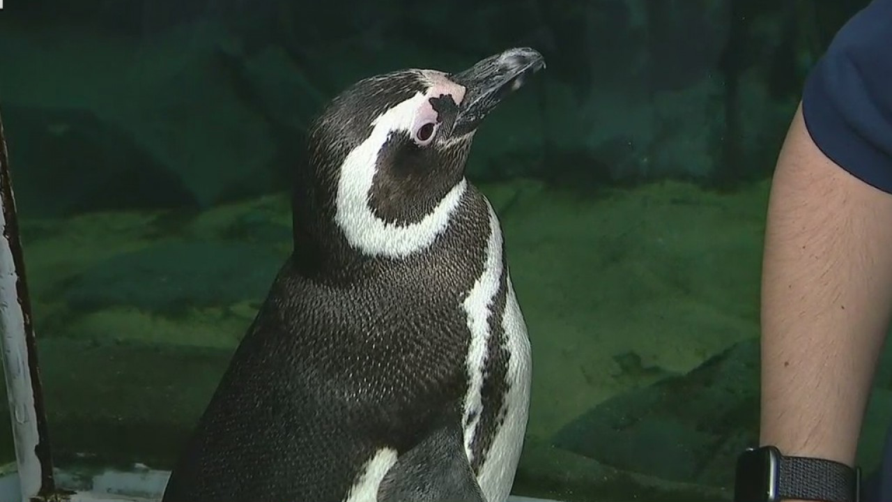 Hang one-on-one with penguins at Aquarium of the Pacific's animal encounter program