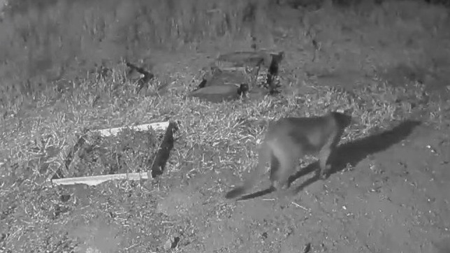 Mountain lions seen roaming in San Francisco