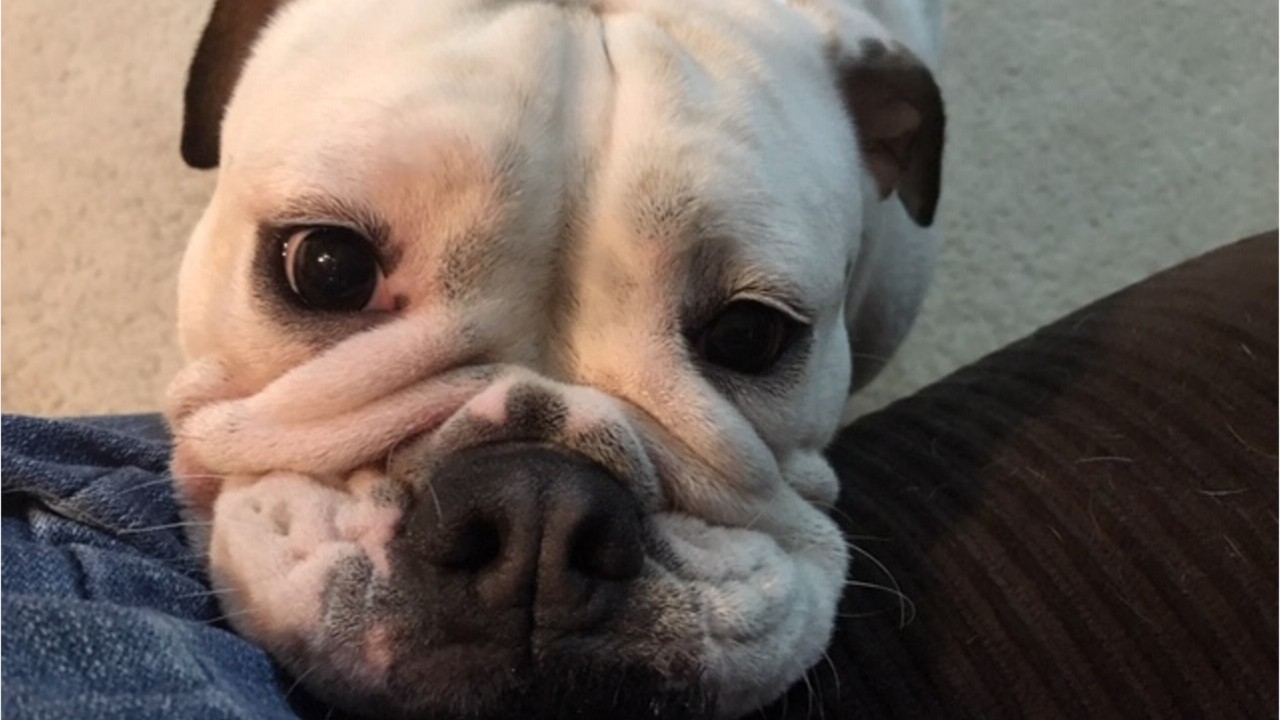 Bulldog crushed to death at PetSmart