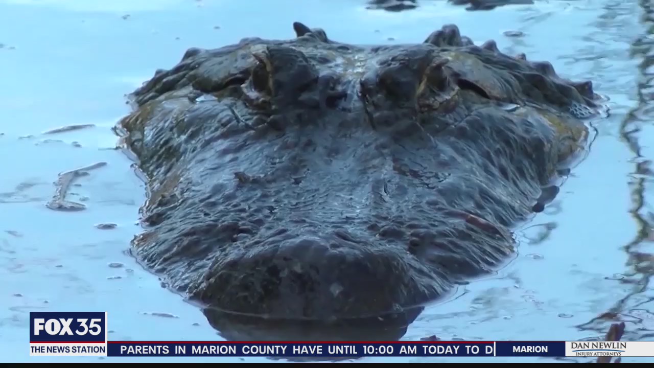 Firefighter loses arm in gator attack