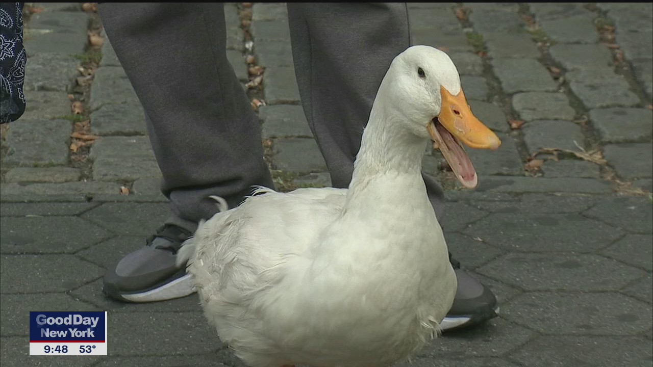 Brooklyn duck is an Instagram star